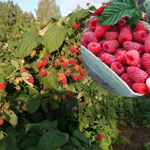 Rubus idaeus 'Šahrizada' - Harilik vaarikas 'Šahrizada' C2/2L